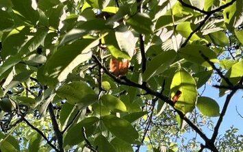 Baumnussbaum im September